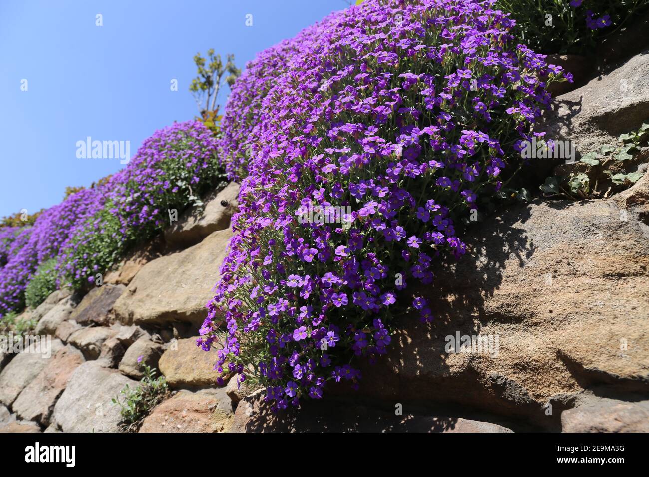 Purple rock cress (Aubrieta deltoidea) Stock Photo