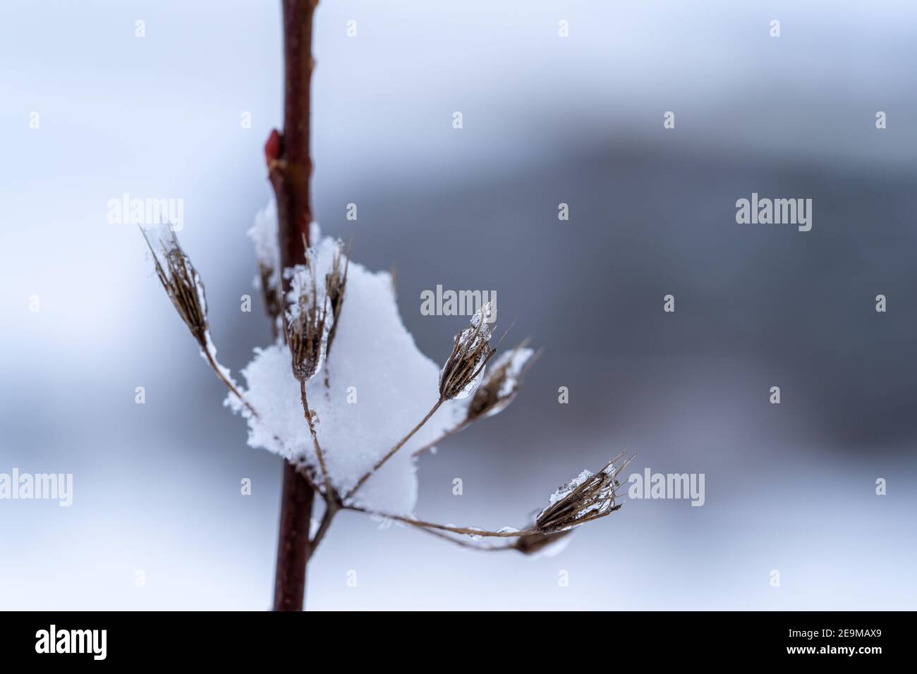 Common yarrow covered in snow in a winter landscape Stock Photo