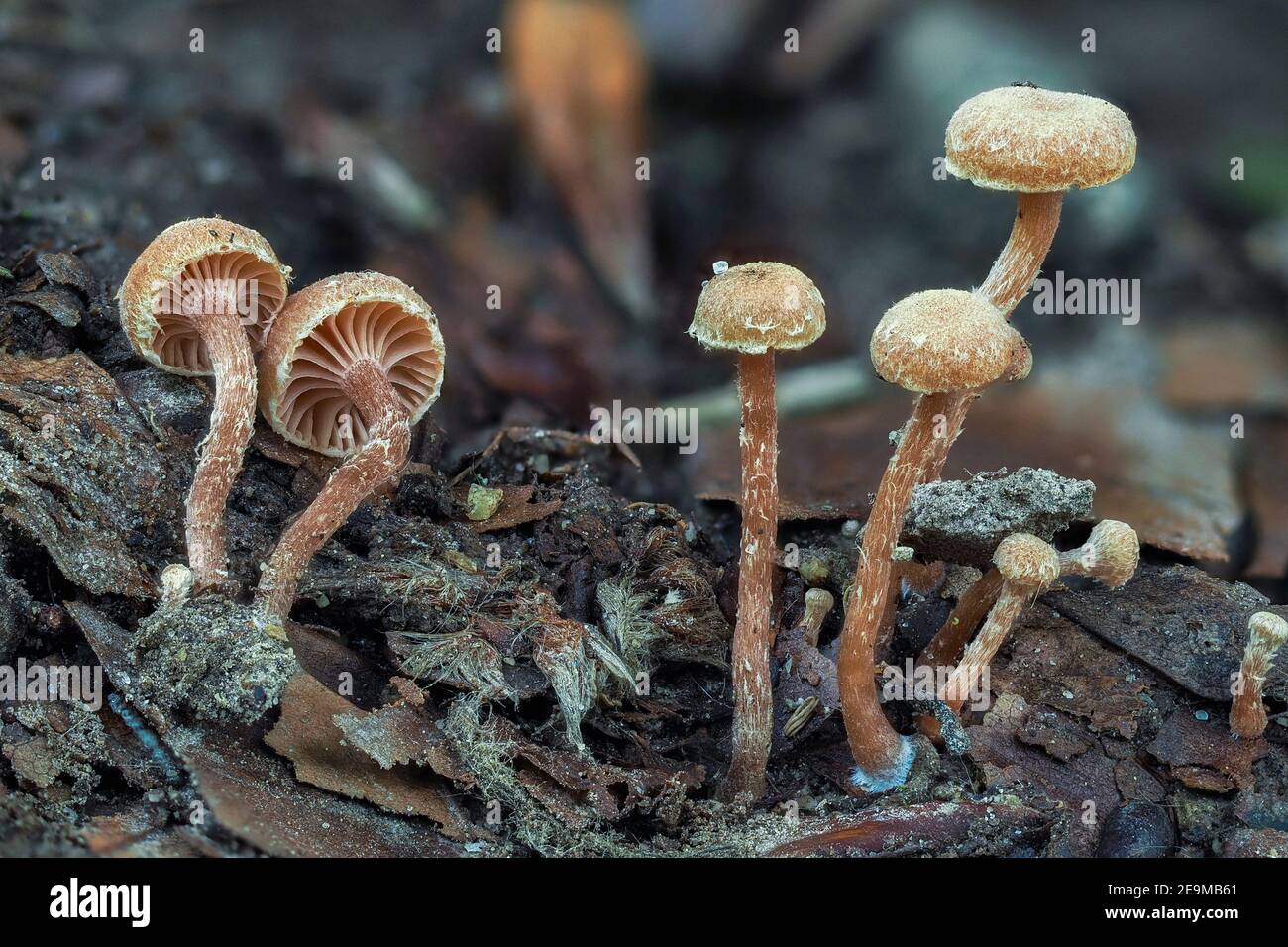 The Felted twiglet (Tubaria conspersa) is an inedible mushroom , an intresting photo Stock Photo