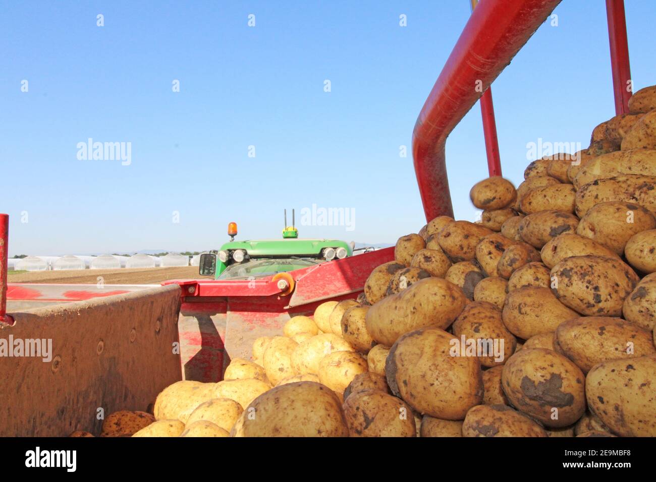 Agricultural potato harvest with harvester Stock Photo Alamy