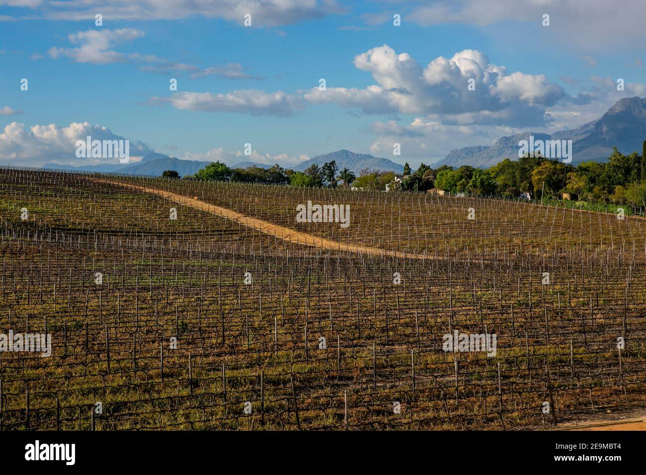 Vineyards in Stollenbosch of Western Cape Province, South Africa Stock Photo