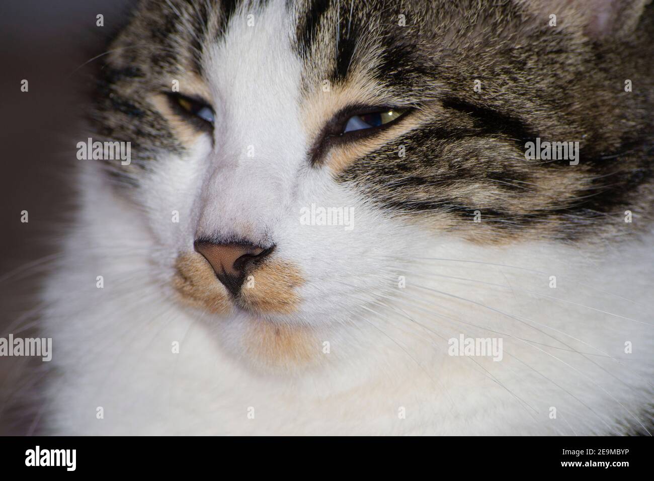 close up portrati of a tabby cat face Stock Photo - Alamy