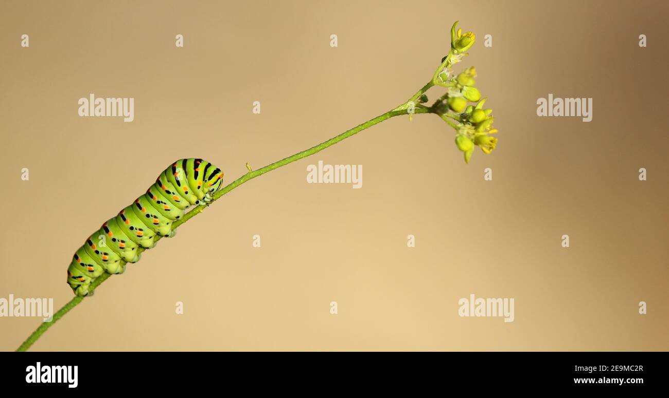 Larva of Papilio machaon onbranch, natural background with soft bokeh.Papilio machaon, the Old World swallowtail. Stock Photo