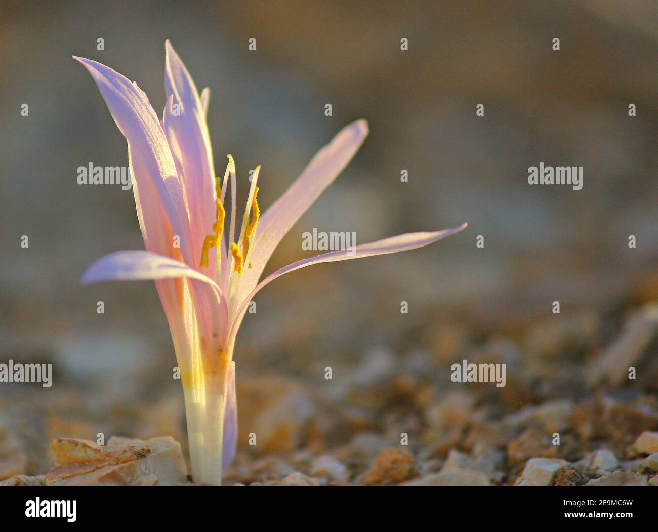 Close-up of wildflowers Colchicaceae, Colchicaceae plant family Stock Photo