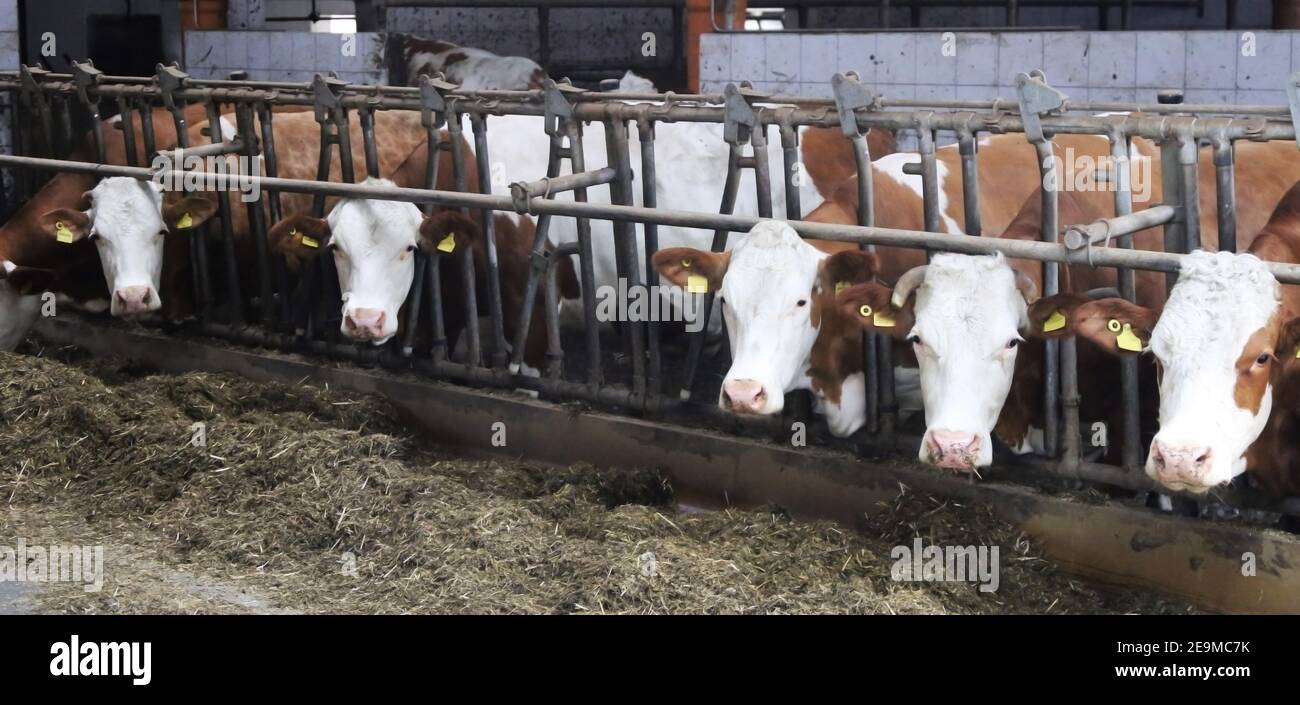 Dairy cows in the barn Stock Photo - Alamy