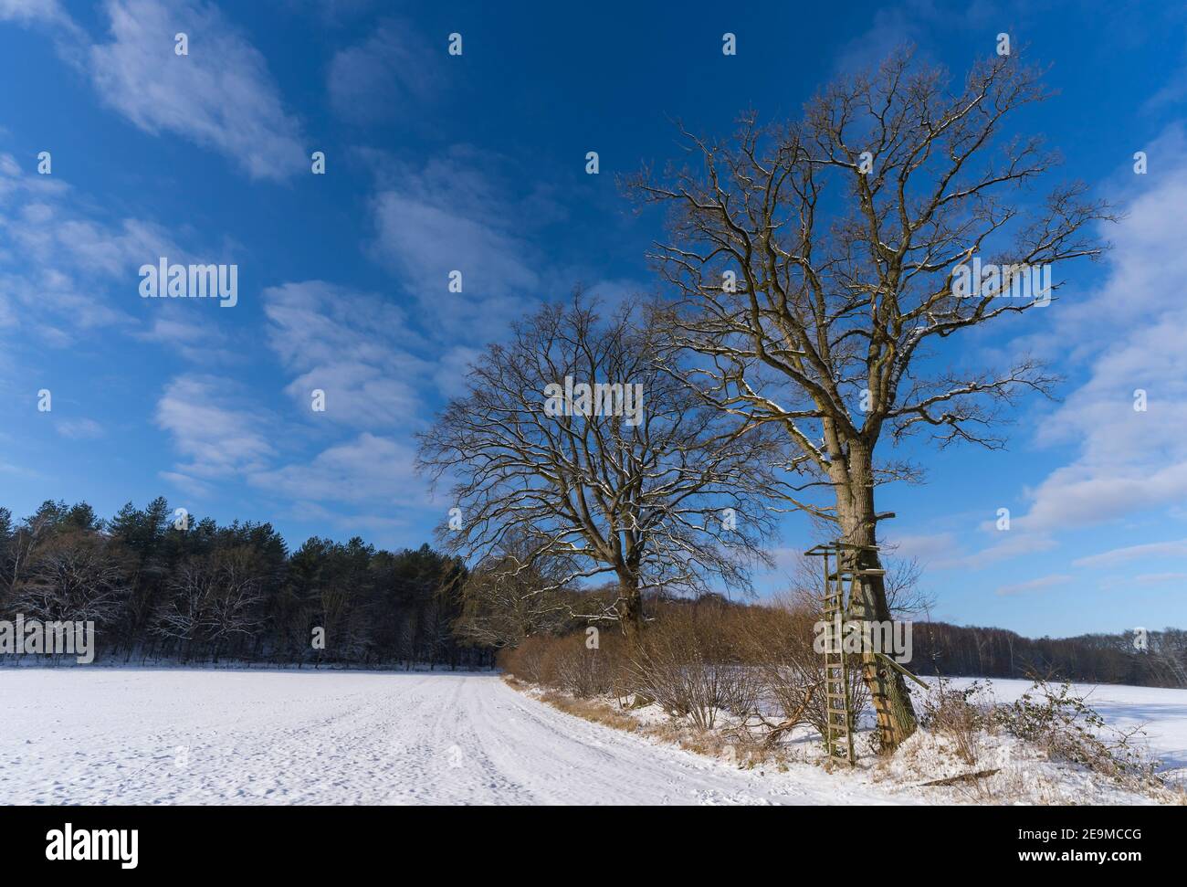 winter landscape with trees Stock Photo - Alamy