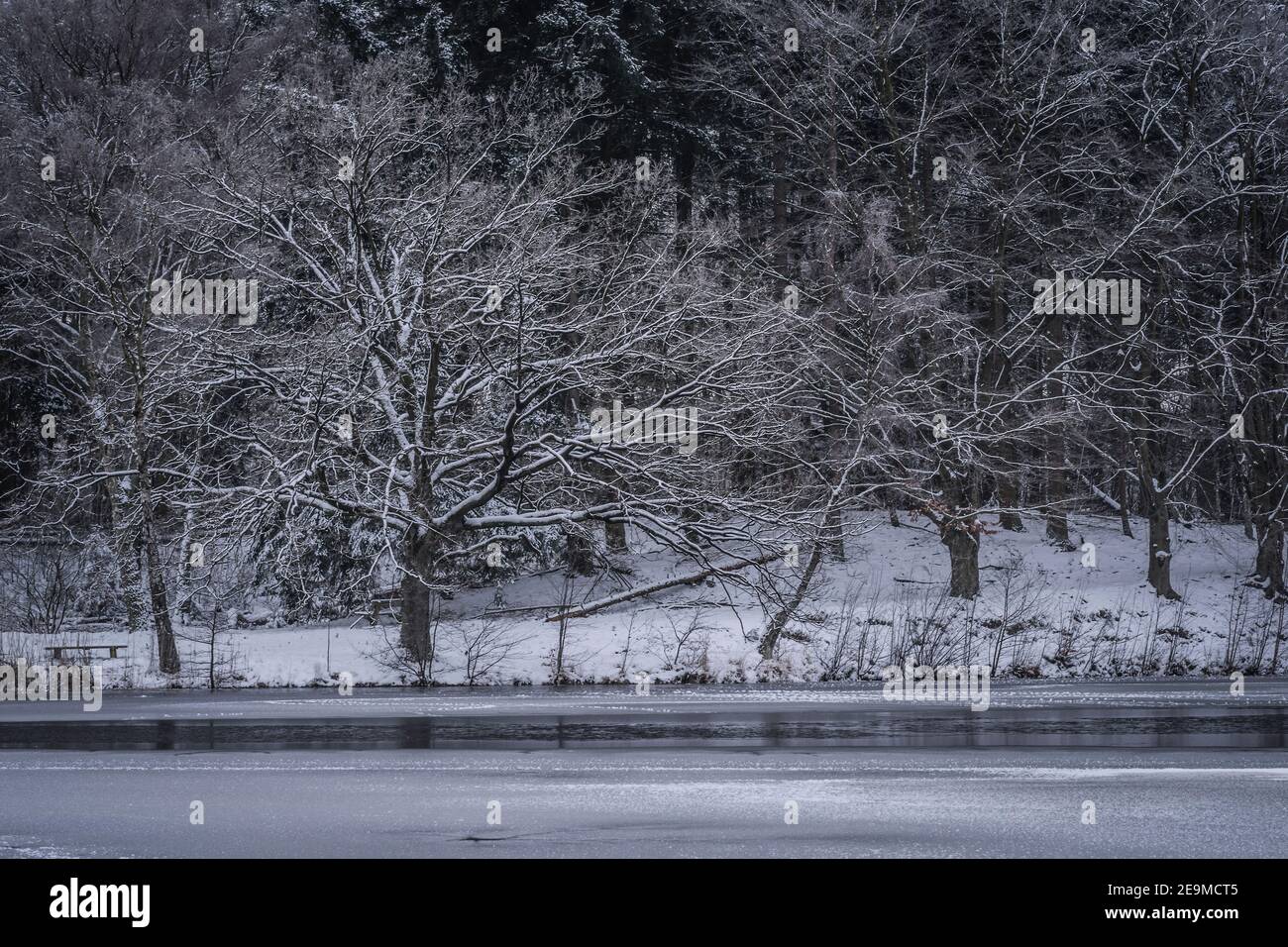 snow covered trees on a frosty lake Stock Photo