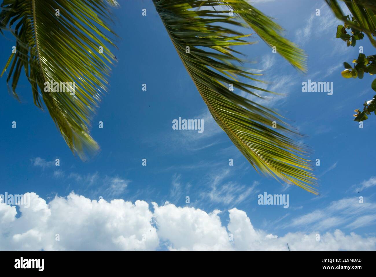 Palm tree leaves against a blue sky Stock Photo