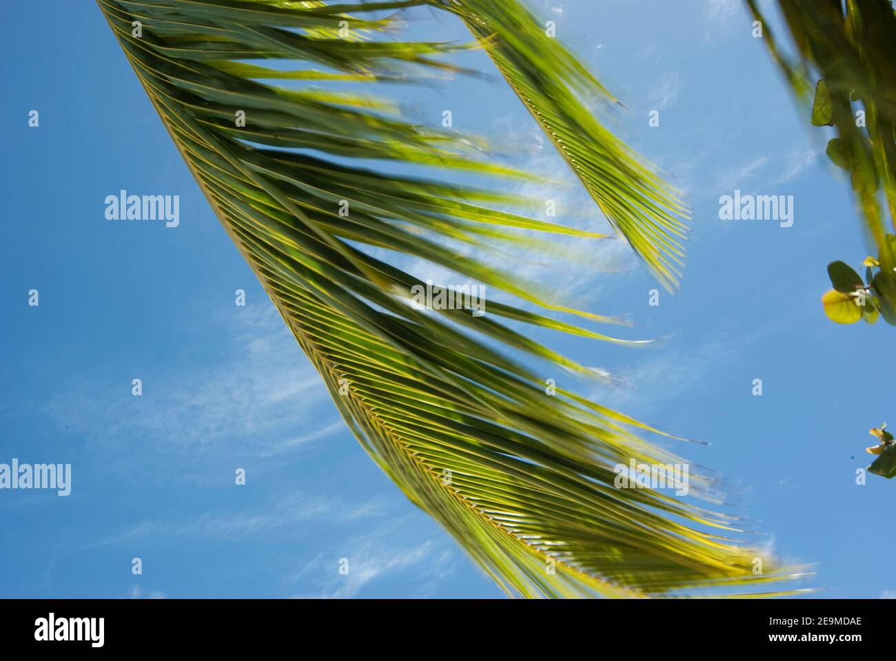 Palm tree leaves against a blue sky Stock Photo