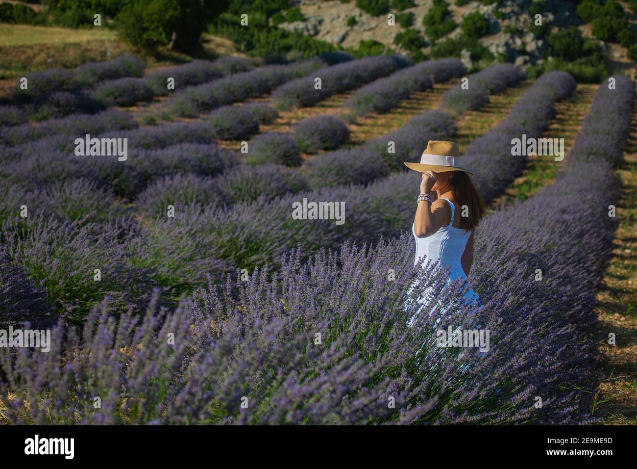 The woman in white dress standing in the middle of a lavender field in Turkey. Stock Photo
