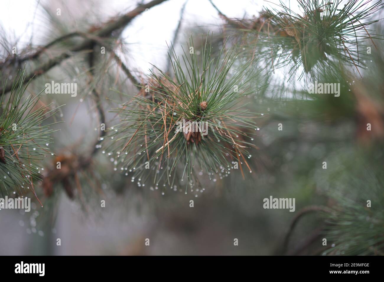 Pine tree with green needles in rain drops. Stock Photo