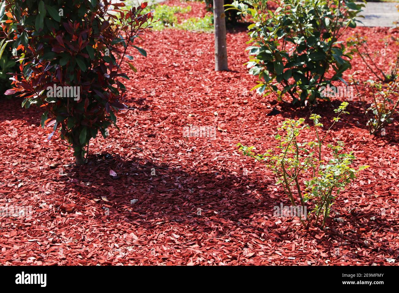 Garden with red bark mulch Stock Photo Alamy