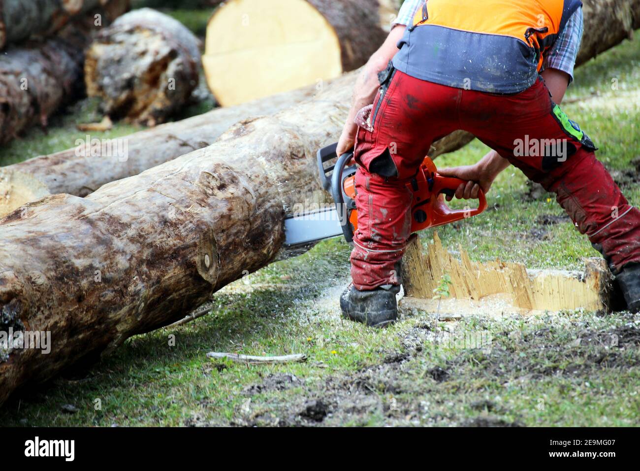 Forestry worker cutting wood, Germany Stock Photo - Alamy