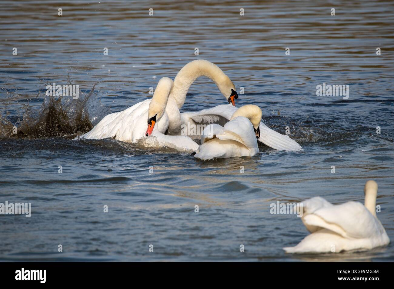 Male Swans fighting for territory at the start of the mating season Stock Photo