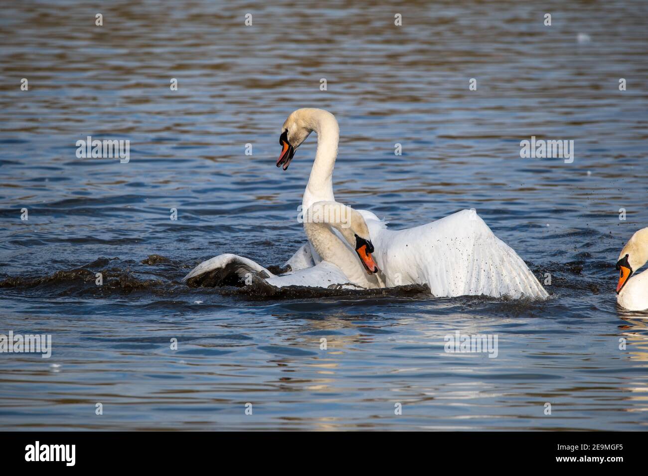 Male Swans fighting for territory at the start of the mating season Stock Photo