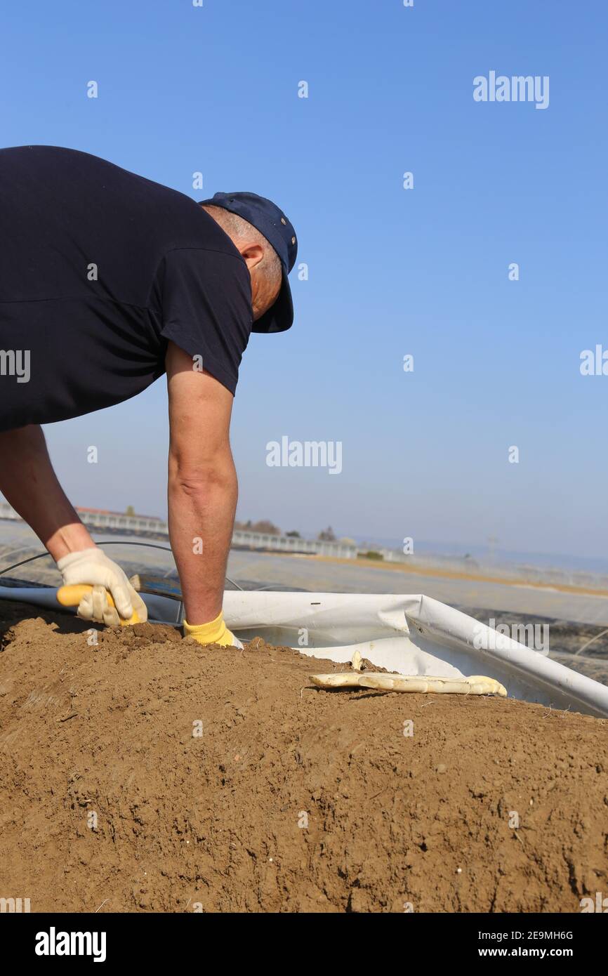 Romanian harvest worker harvesting asparagus in Germany (model released
