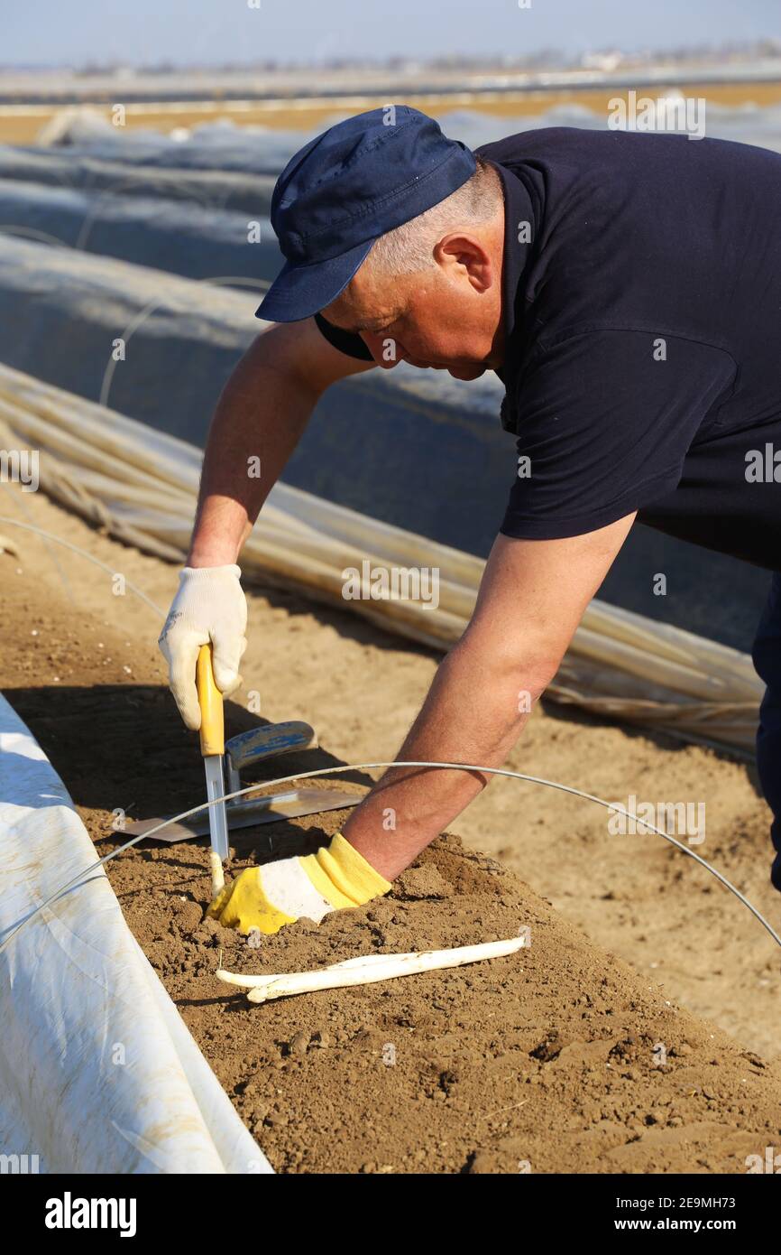 Romanian harvest worker harvesting asparagus in Germany (model released