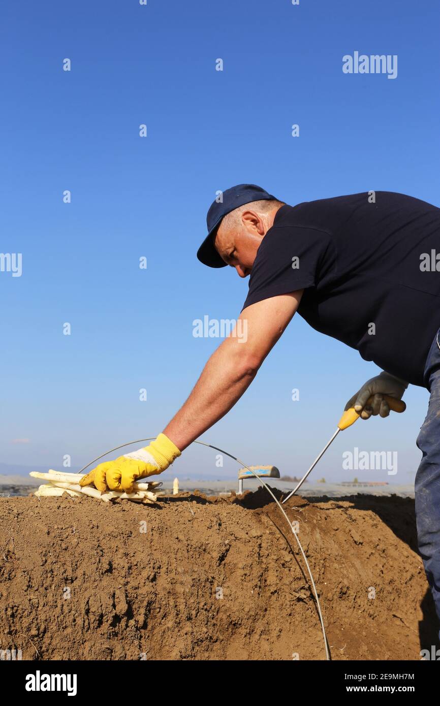 Romanian harvest worker harvesting asparagus in Germany (model released
