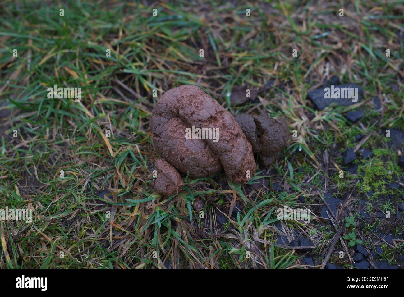 put away your dogs poo Stock Photo Alamy