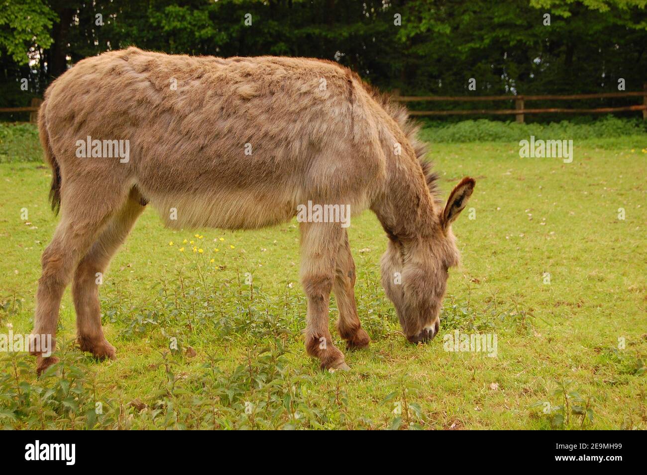 A donkey eating Stock Photo Alamy