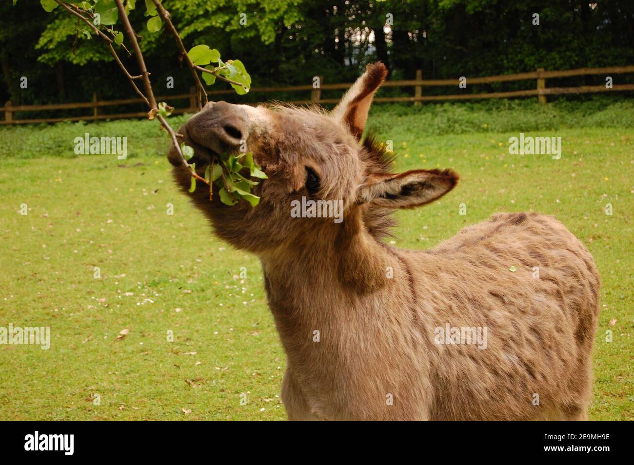 A donkey eating Stock Photo - Alamy