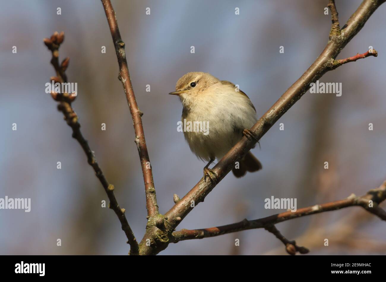 A Siberian Chiffchaff, Phylloscopus collybita tristis, perched on a branch of a tree in winter. Stock Photo