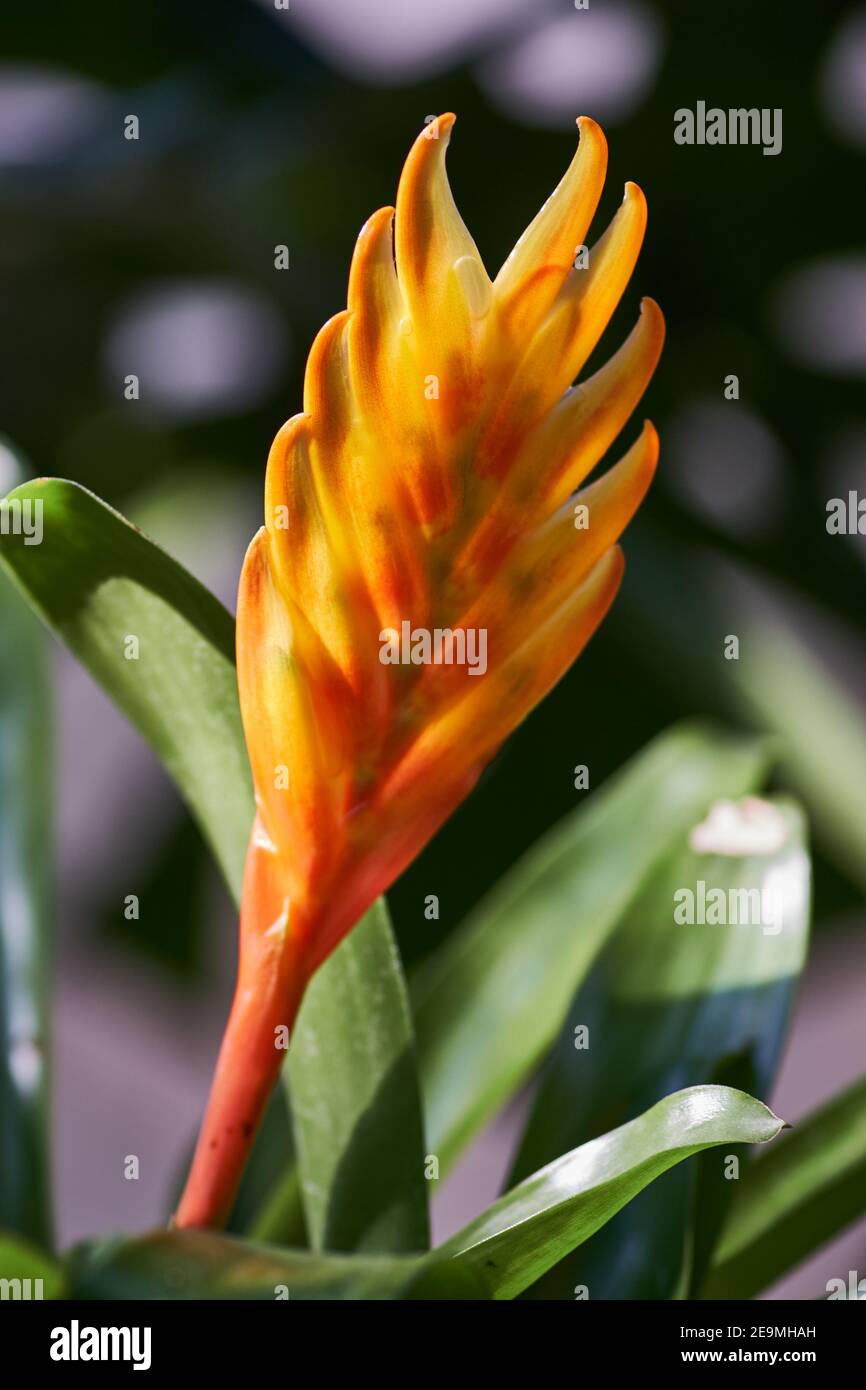 Vertical closeup shot of a blooming orange Vriesea flower Stock Photo