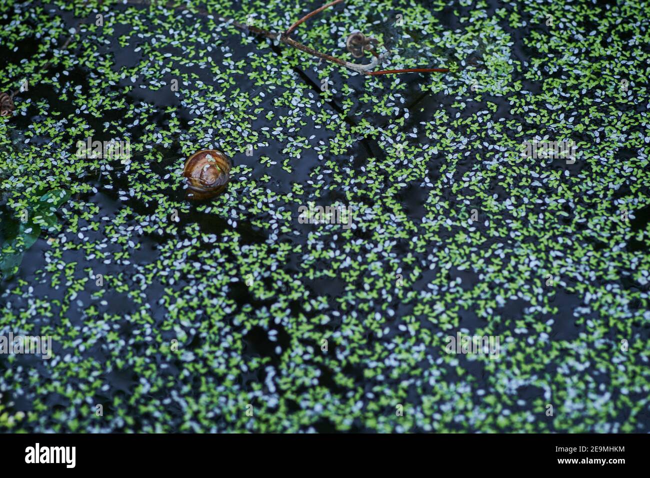 Closeup shot of a snail and duckweed leaves in the water Stock Photo