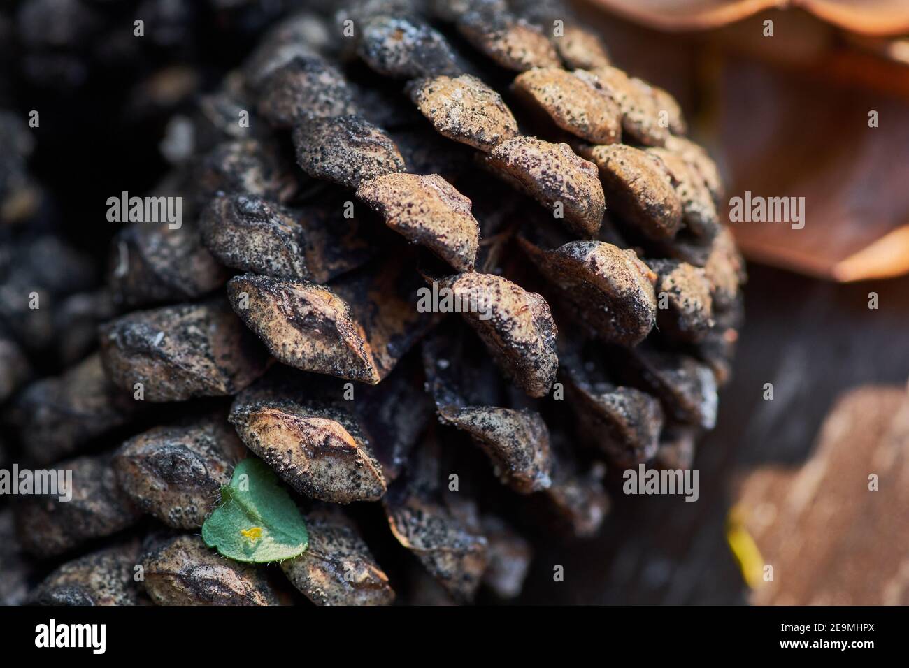 Pinecone close up detail hi-res stock photography and images - Alamy