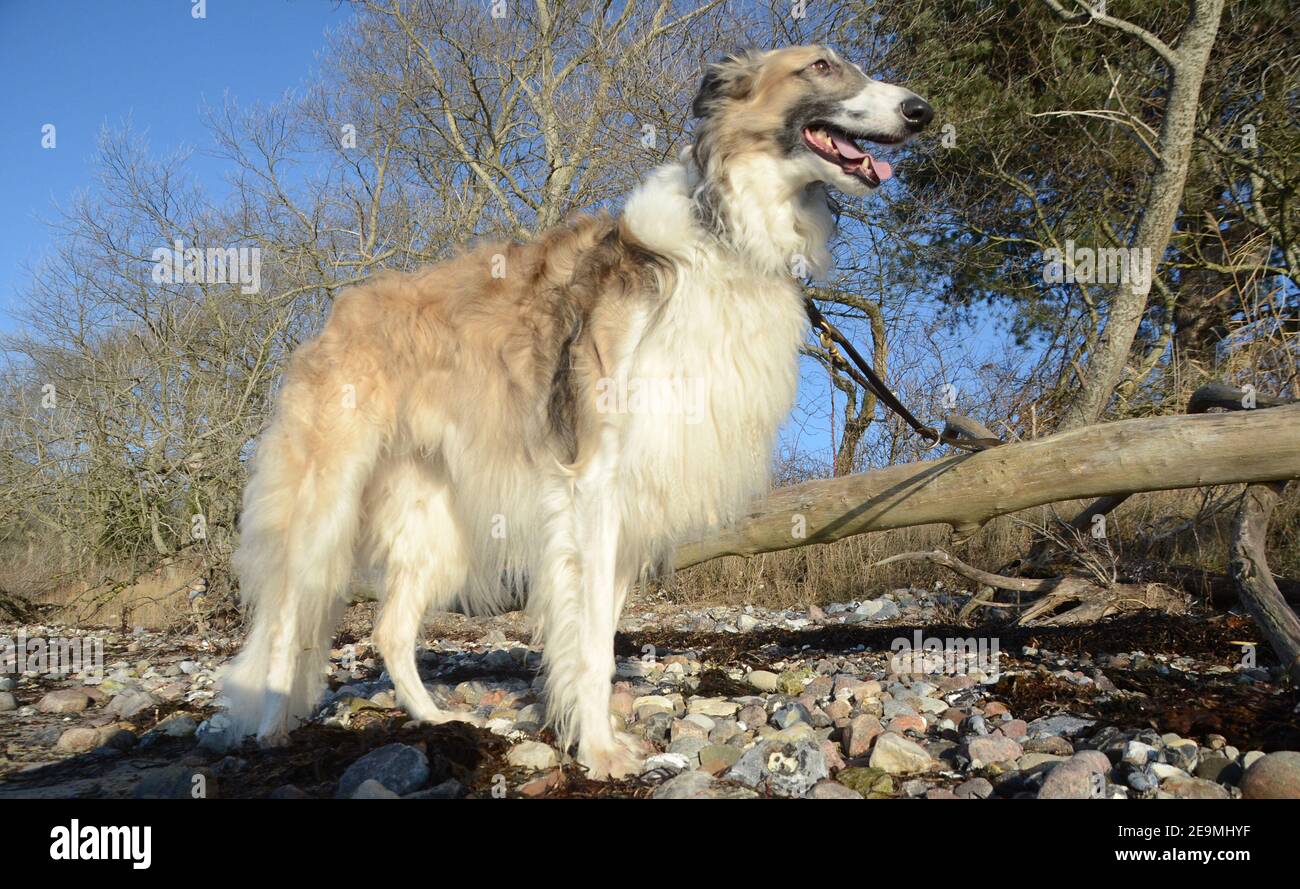 Large noble Borzoi dog seen standing in natural surroundings. Stock Photo