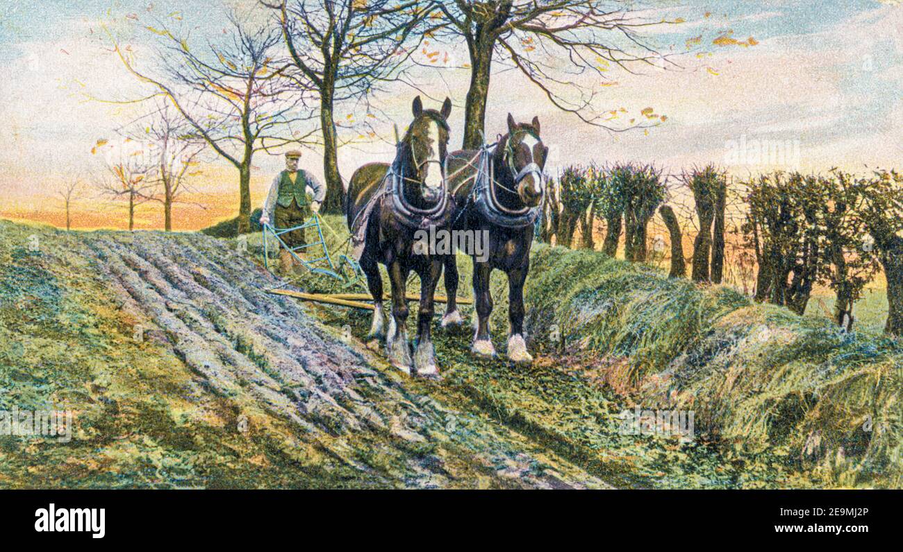 'Ploughing' in the Rural Life series of postcards produced by Raphael Tuck in the early 20th century in the UK. Stock Photo