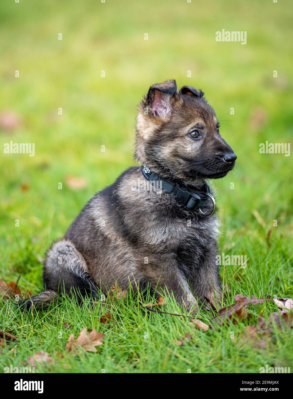 Dog portrait of an eight weeks old German Shepherd puppy with a