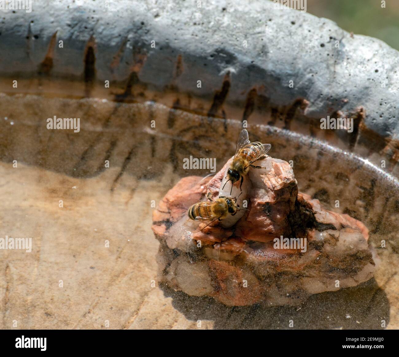 A close up look at two honey bees standing on a rock inside the cement birdbath where the bees are getting a drink of water. Bokeh effect. Stock Photo