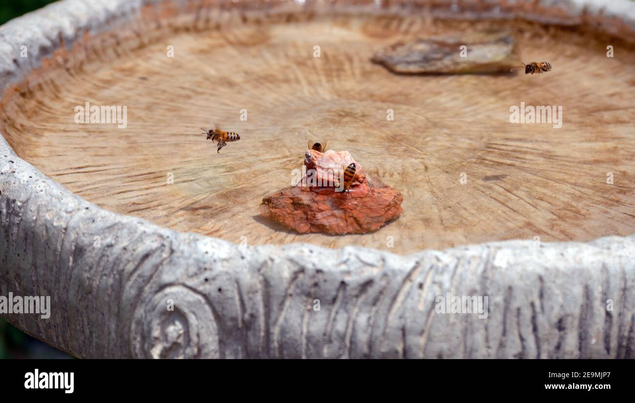 As one honey bee flies away another one flies in and others stand on a rock to get a drink of water from the bird bath in a Missouri backyard. Bokeh e Stock Photo