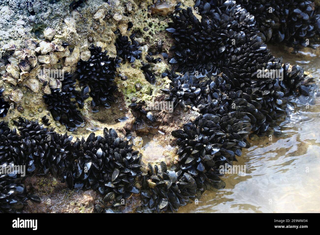 Crossword Clue Edible Bivalve Mollusc at Amy James blog