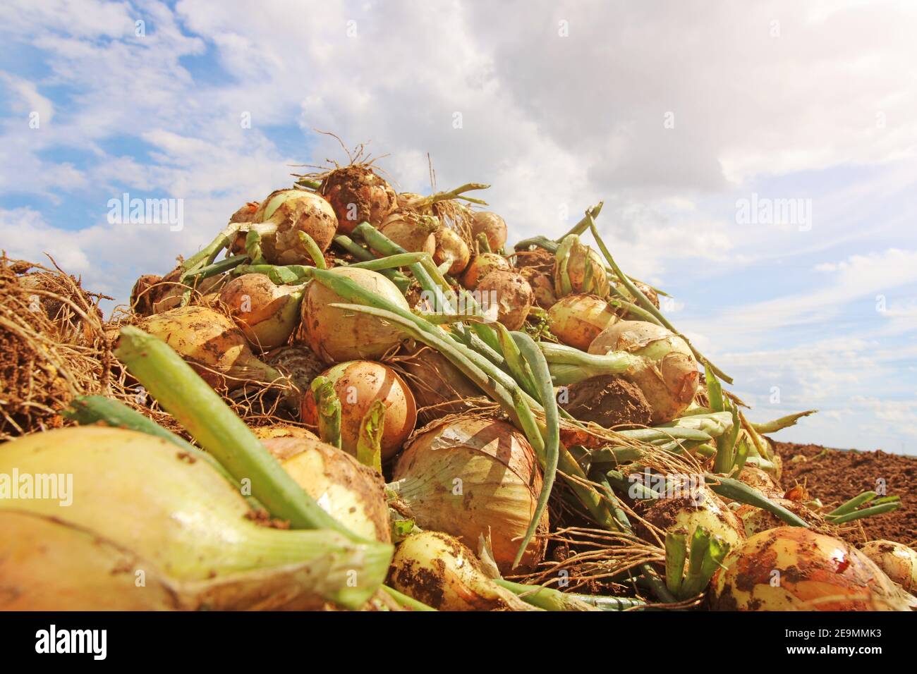 Agricultural bulb harvest Stock Photo Alamy