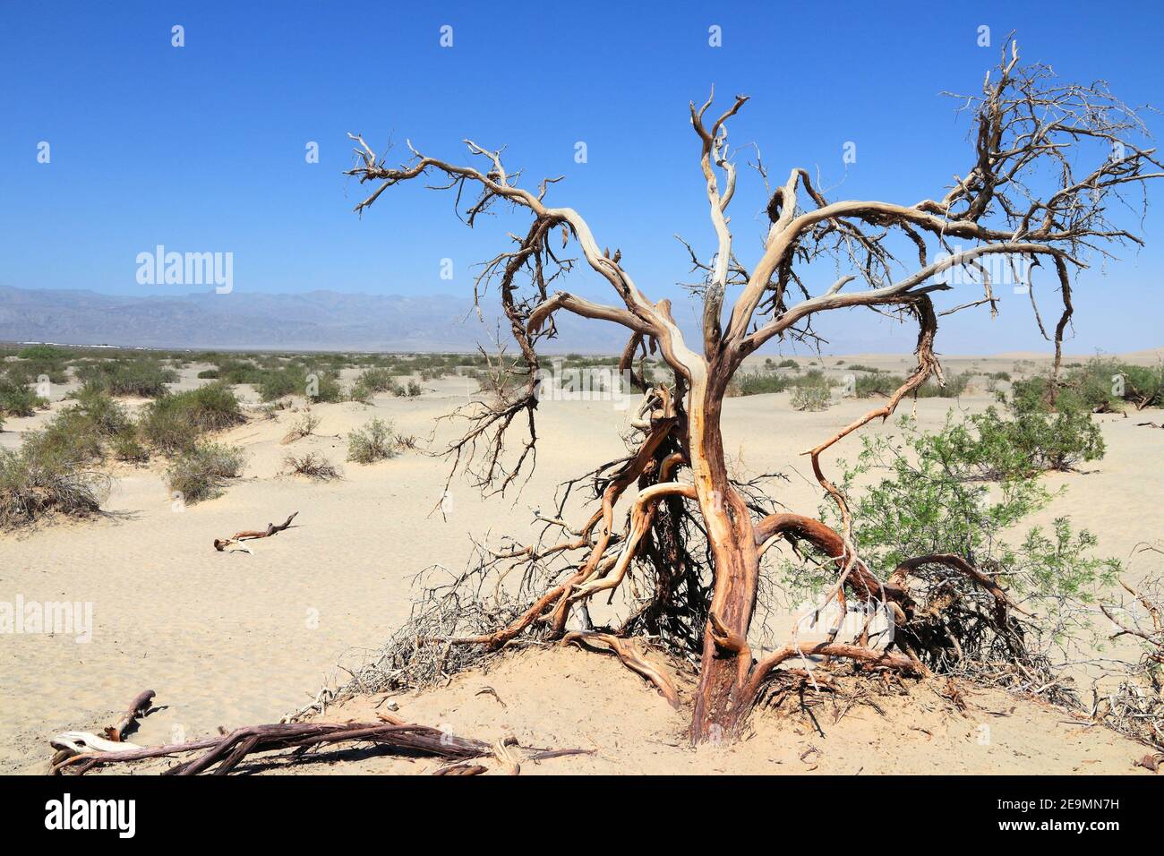 Death Valley National Park. Mojave Desert in California, USA. Inyo County - sandy desert with dead tree. Stock Photo