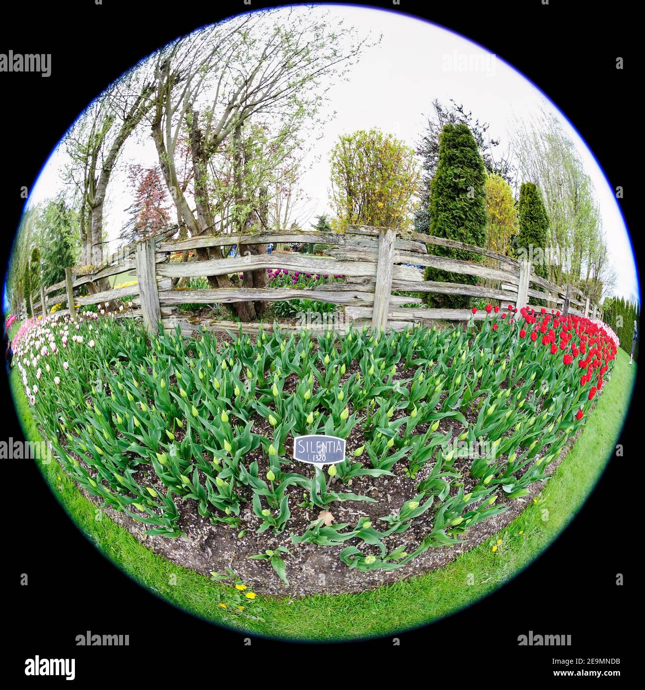 Unbloomed tulips seem silent against the colors of blooms in this fisheye view during the Skagit Valley Tulip Festival. Stock Photo