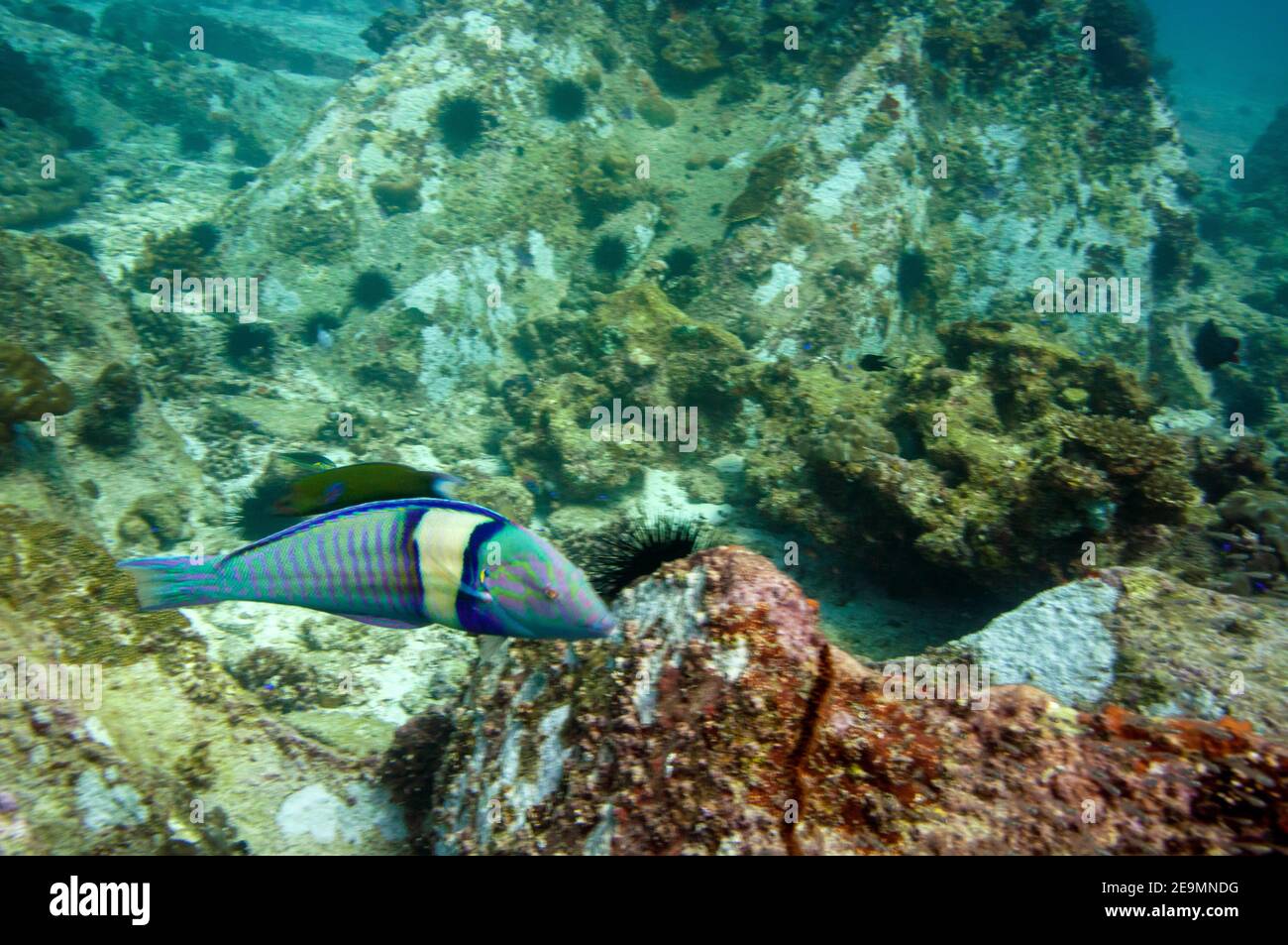 Underwater sea life, tropical fish. Pastel Ring Wrasse (Hologymnosus doliatus) Stock Photo