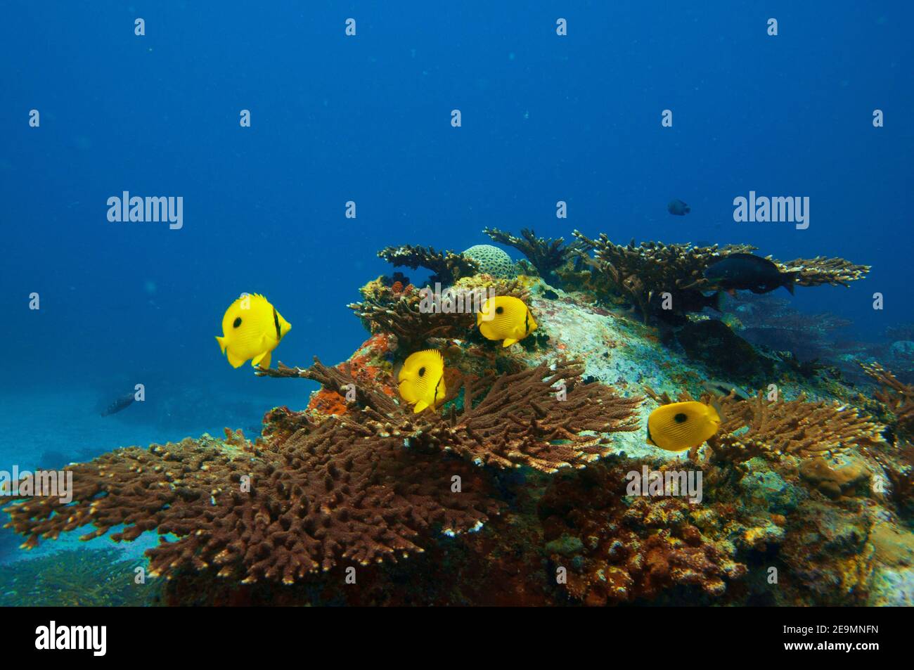 Tropical fish Zanzibar Butterflyfish  (Chaetodon zanzibarensis) swimming over the stony coral reef with blue water Stock Photo