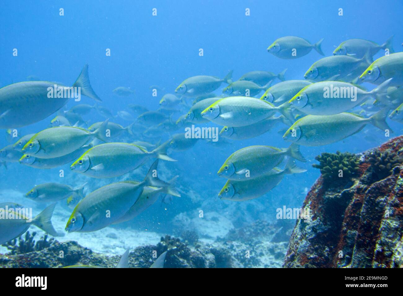 School of tropical fish Whitespotted Rabbitfish (Siganus sutor) Stock Photo