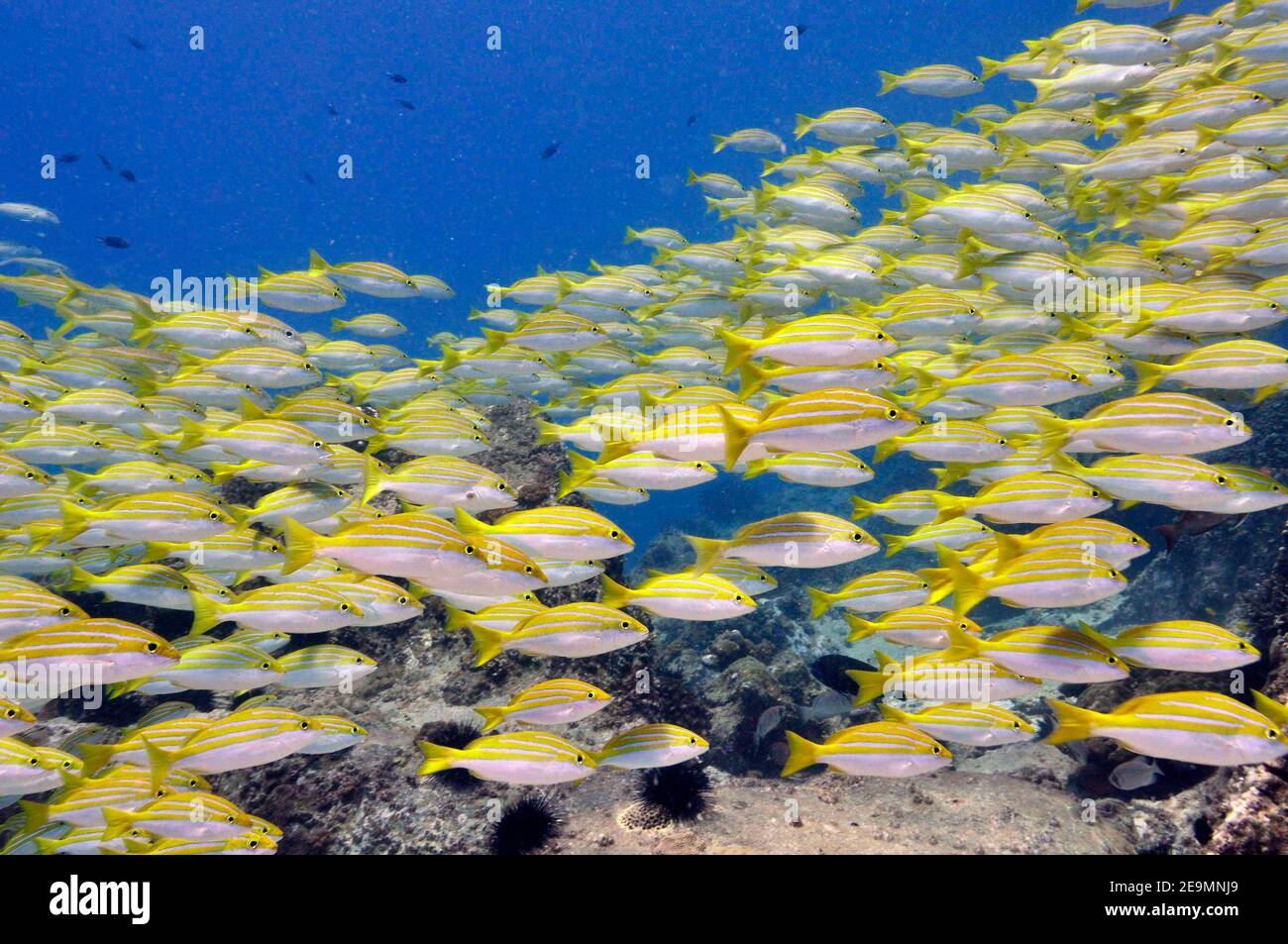 School of tropical fish Seychelles Bengal Snapper (Lutjanus bengalensis) Stock Photo