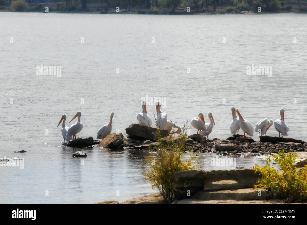 A flock of pelicans sit on rocks in Grand Lake sunning and preening during the annual autumn Pelican Festival in Grove Oklahoma. Stock Photo