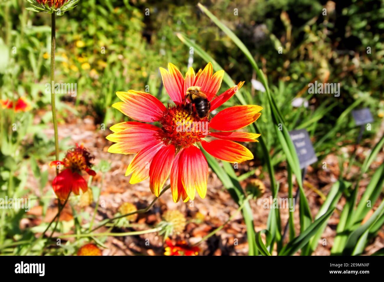 A bumblebee collects the yellow pollen of a bright Gaillardia flower at Lendenwood Gardens in Grove Oklahoma near Grand Lake. Stock Photo