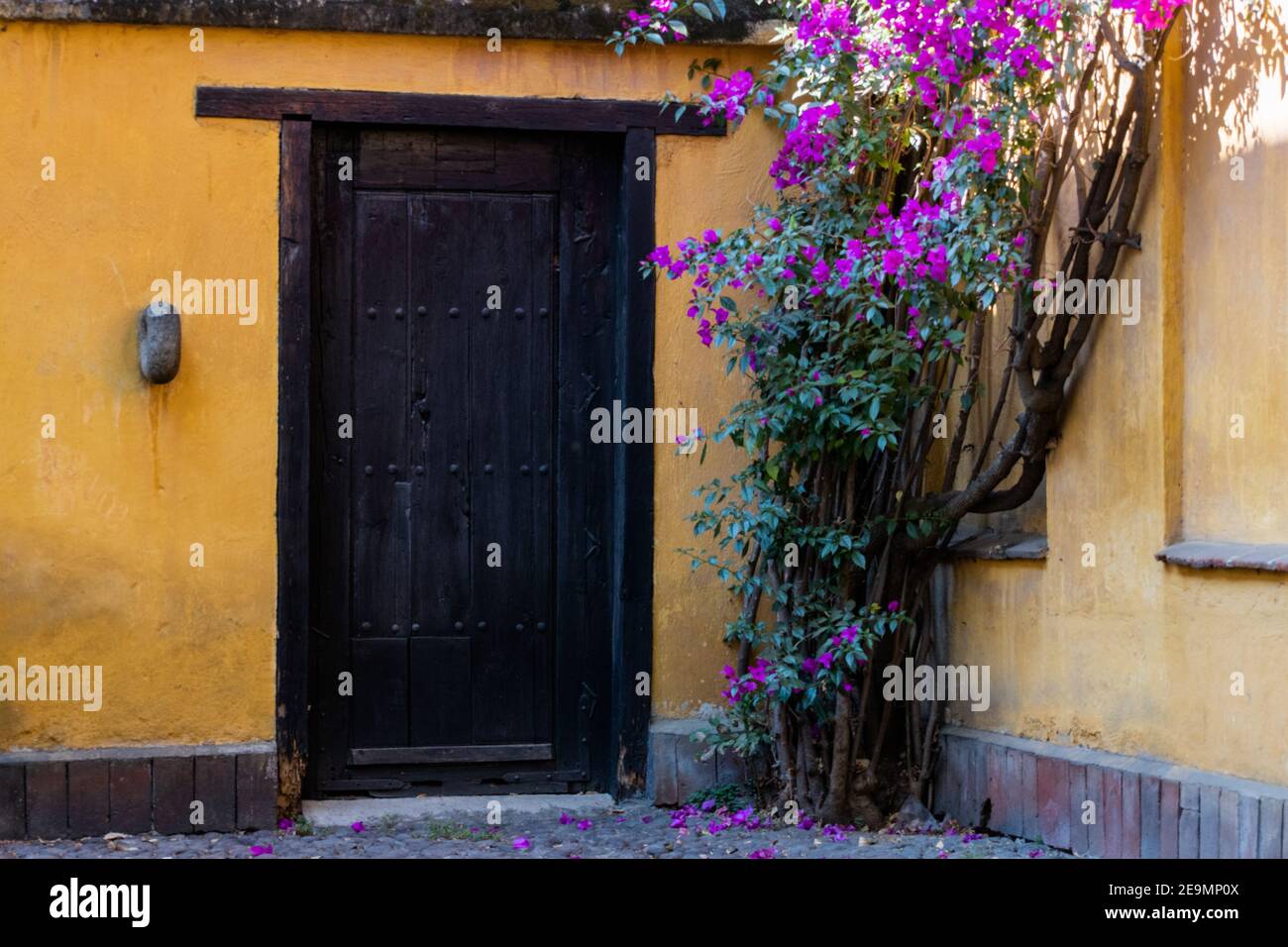 Classic yellow house and beautiful flowers in Mexico City Stock Photo Alamy