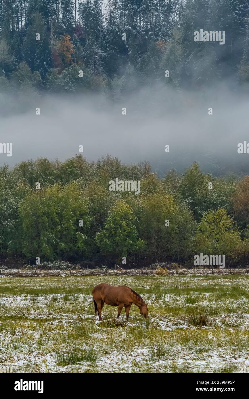 Horse in Skokomish Valley on the Olympic Peninsula, Washington State