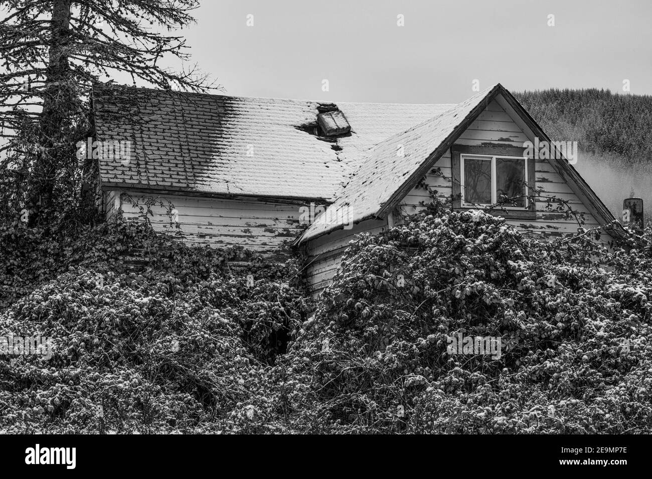 Abandoned house in Skokomish Valley on the Olympic Peninsula, Washington State, USA [No property