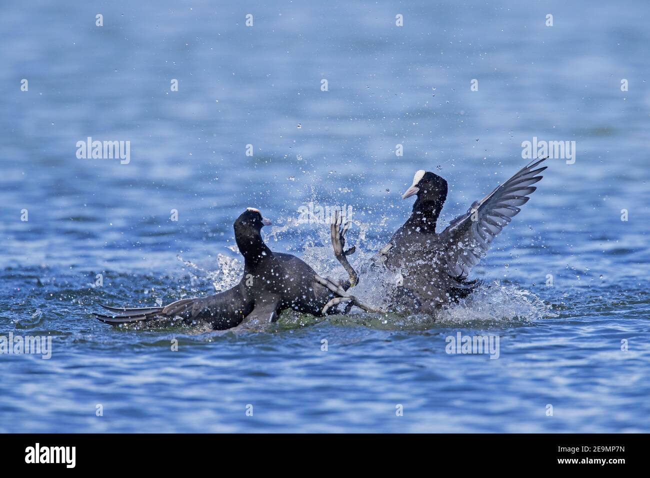 Coots in lake animal wildlife hires stock photography and images Alamy
