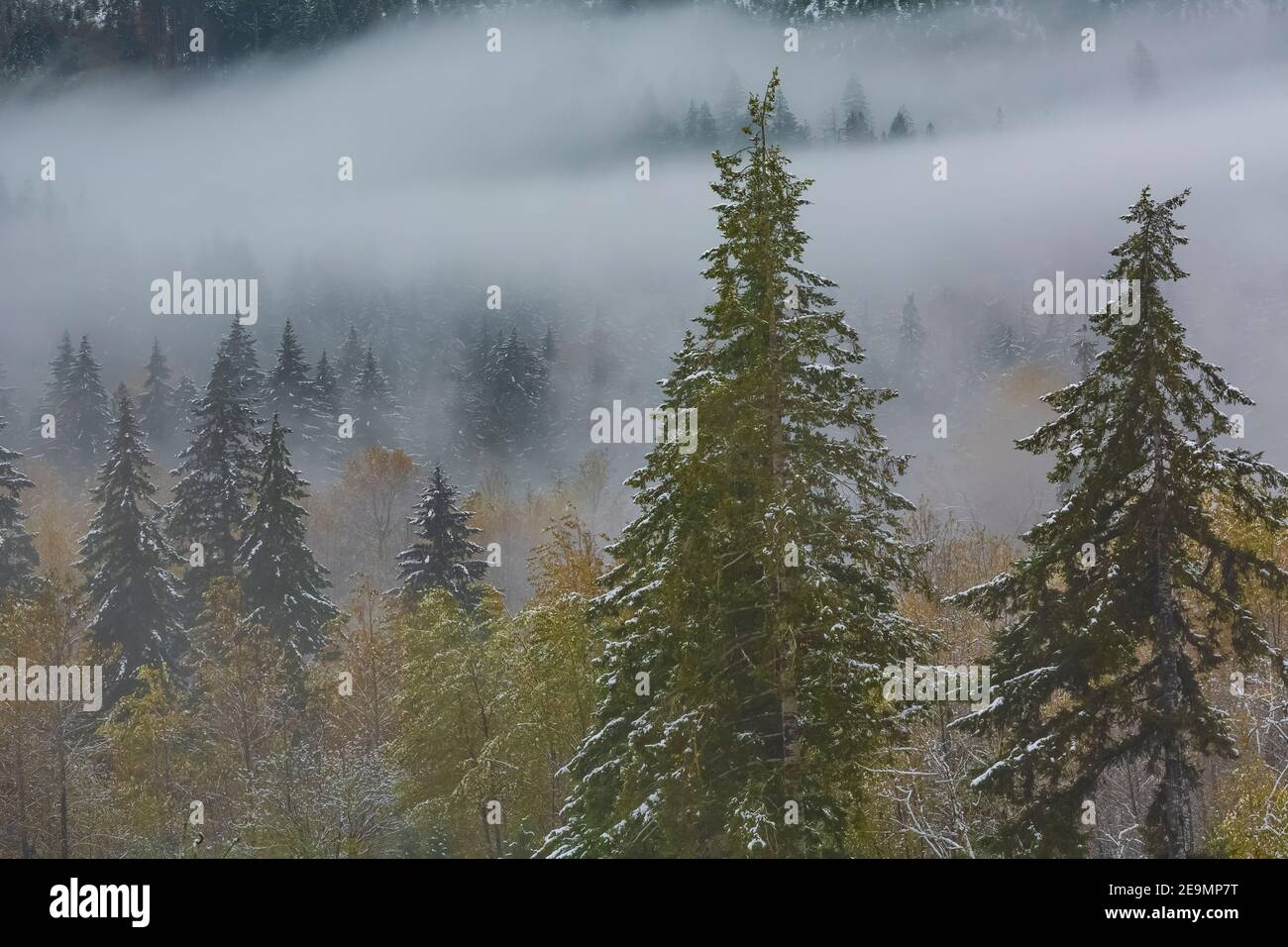 Second growth forest and lowhanging clouds above the Skokomish Valley
