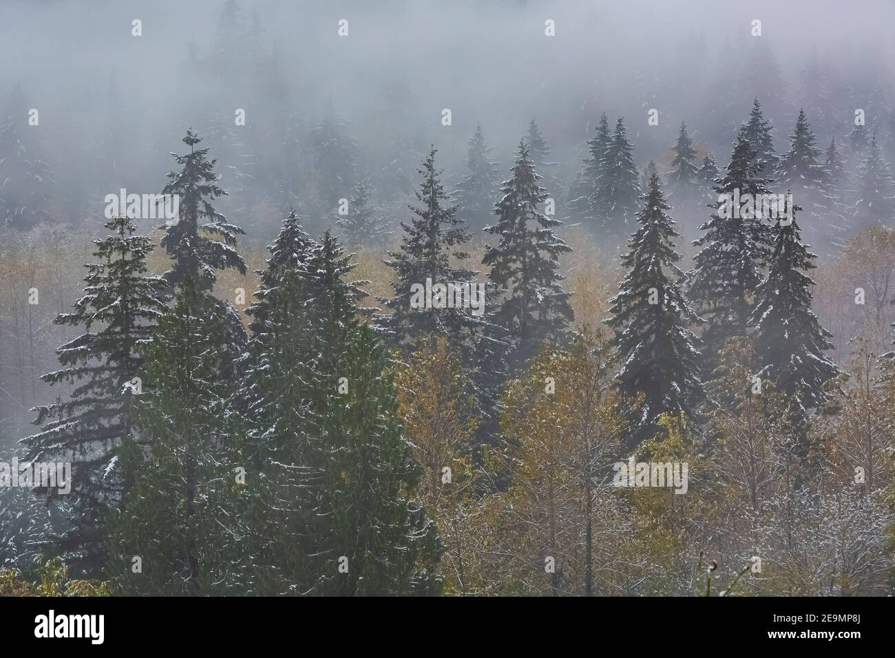 Second growth forest and lowhanging clouds above the Skokomish Valley
